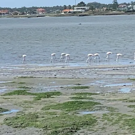 בית נופש O Cantinho Entre A Ria E O Mar - With Hot Water Pool Year Round טוריירה