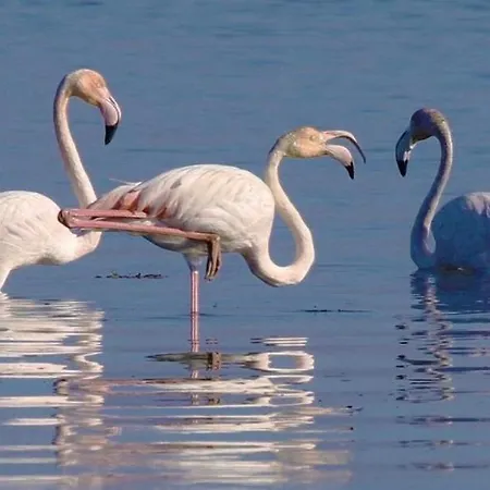 O Cantinho Entre A Ria E O Mar - With Hot Water Pool Year Round בית נופש